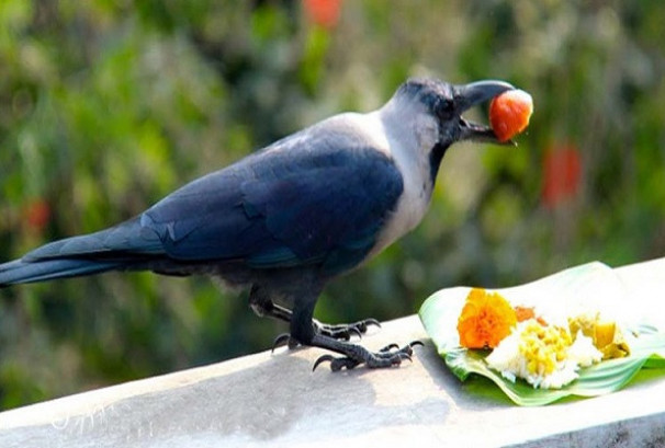 यमपञ्चक सुरु , आज काग तिहार