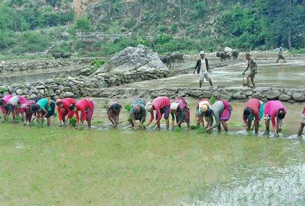 रोपाइँ कुर्दै किसान, तत्काल पर्याप्त वर्षाको सम्भावना न्यून