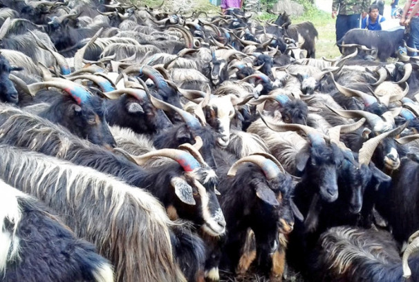 सस्तियो भेडाच्याङग्राको मूल्य