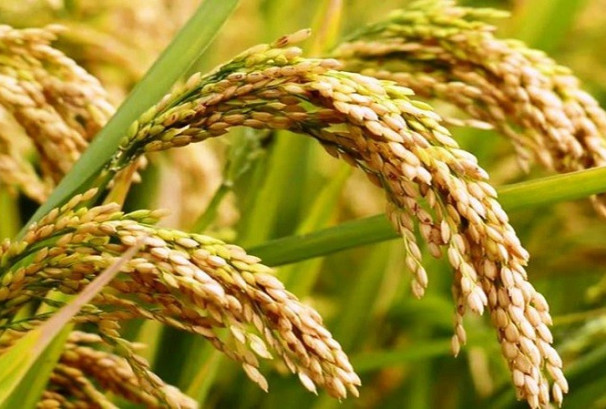 एक सय विघाभन्दा बढी जमिनमा वासनादार धान खेती गर्नेलाई बीमा प्रिमियममा छुट