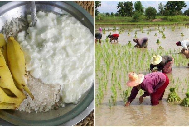 धान दिवसमा दही–चिउरा प्रवर्द्धन अभियान : ७५ लाख लिटर दही खपत हुने अनुमान