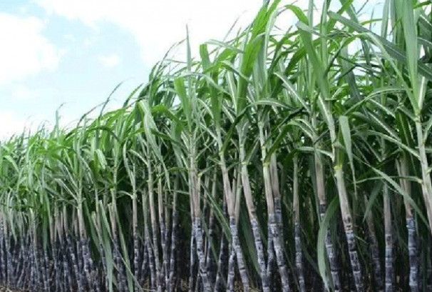 सरकारद्वारा उखुको न्यूनतम खरिद मूल्य ६२० रुपैयाँ निर्धारण