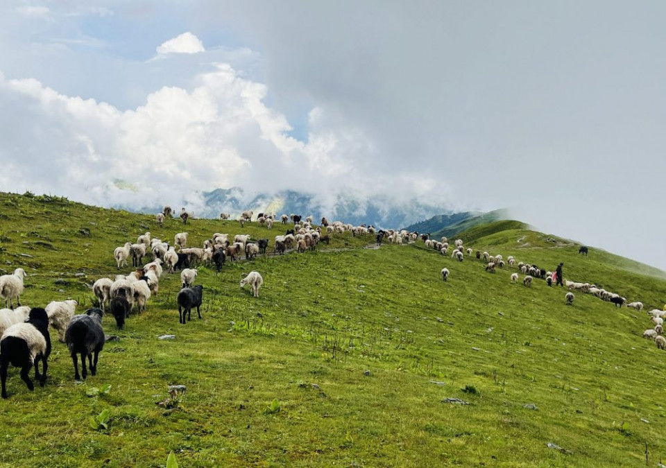 बाजुरामा प्राकृतिक विपद्: १६ भेडाबाख्रा मरे, दर्जनौँ बेपत्ता