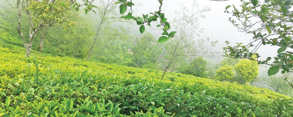 तीन सातापछि खुल्यो भारततर्फ चिया निर्यातको बाटो, टी बोर्डको अनिवार्य नमूना परीक्षण फिर्ता