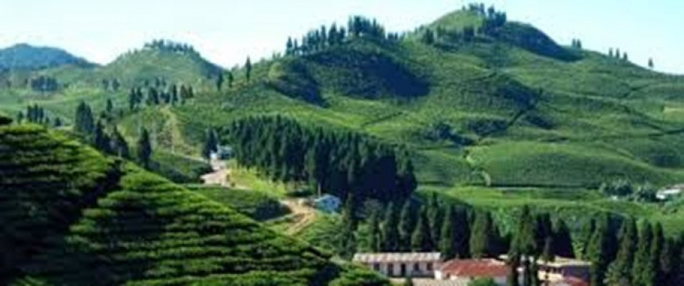 भारतीय कडाइले नेपाली चिया उद्योग संकटमा, निर्यात प्रक्रिया जटिल