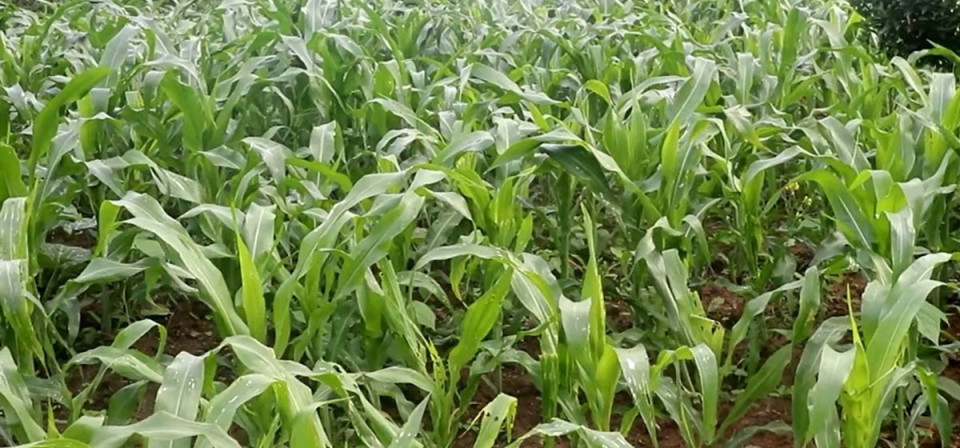 हावाहुरीले इनरुवादेखि देवानगञ्जसम्म मकैबाली नष्ट, किसान चिन्तित