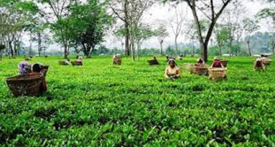 भारतको नयाँ नियमले थलियो नेपाली चिया उद्योग, लाखौं किलो चिया थन्कियो गोदाममै